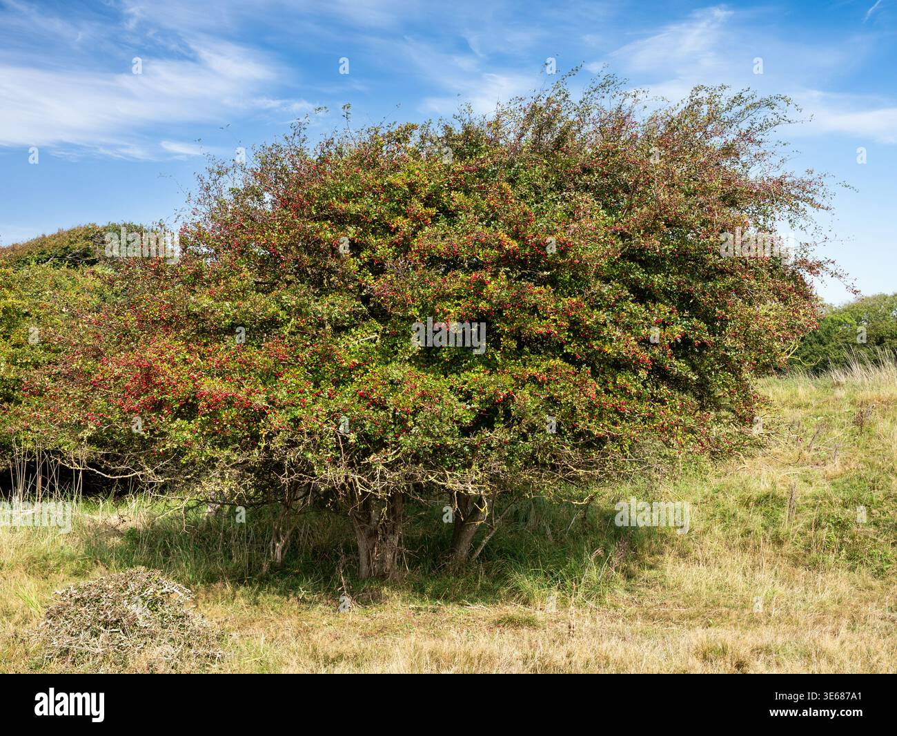 Weißdornbaum, Crataegus monogyna, mit roten Beeren im Grasland auf der Insel Æbelø in Kattegat, nördlich von Funen, Dänemark Stockfoto