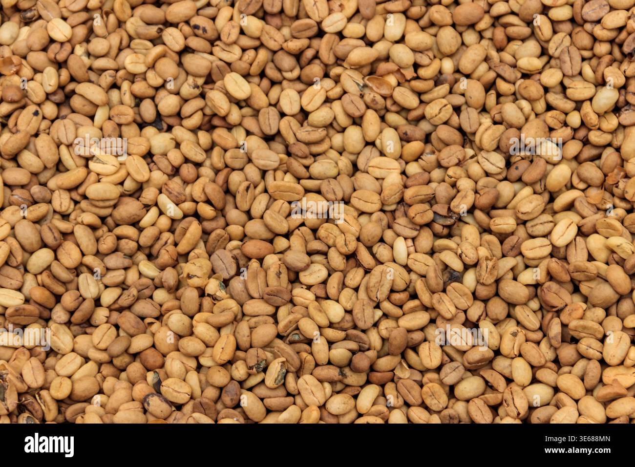 Hintergrund der rohen Kaffeebohnen Stockfoto