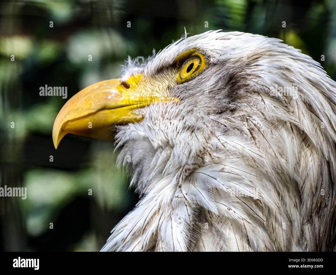 Das Bild ist ein detailliertes Nahporträt eines amerikanischen Weißkopfadlers. Der Fokus liegt auf dem Kopf des Vogels, der sein markantes weißes Gefieder, Brig, hervorhebt Stockfoto