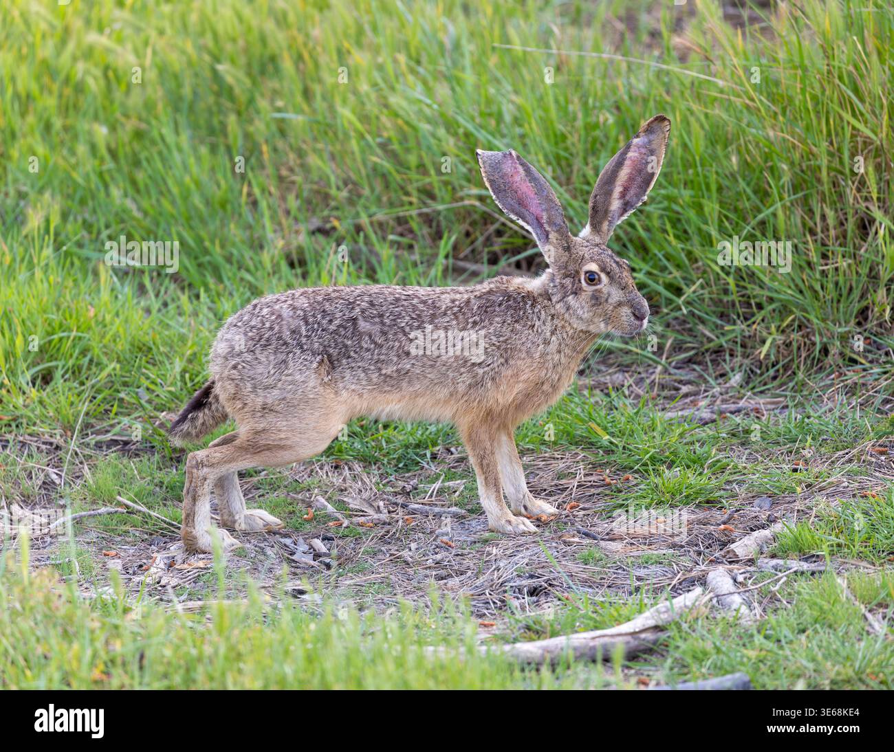 Schwarzschwanz-Jackrabbit steht wachsam auf einem grasbewachsenen Feld, seine langen Ohren stehen aufrecht und sein Körper ist balanciert, während er sich in die natürliche grüne Umgebung einfügt. Stockfoto