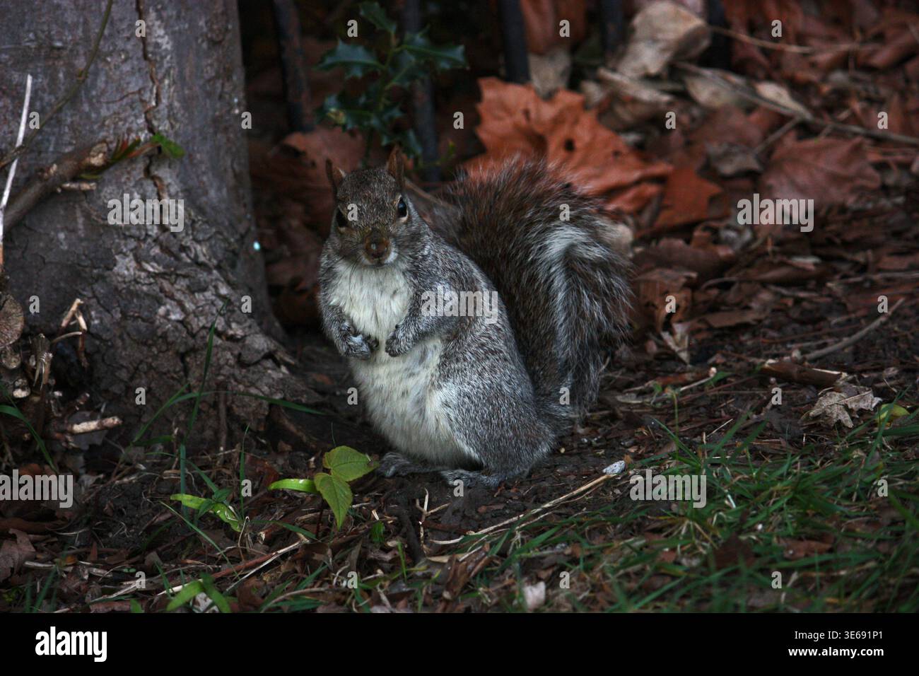 Frühling in London Stockfoto