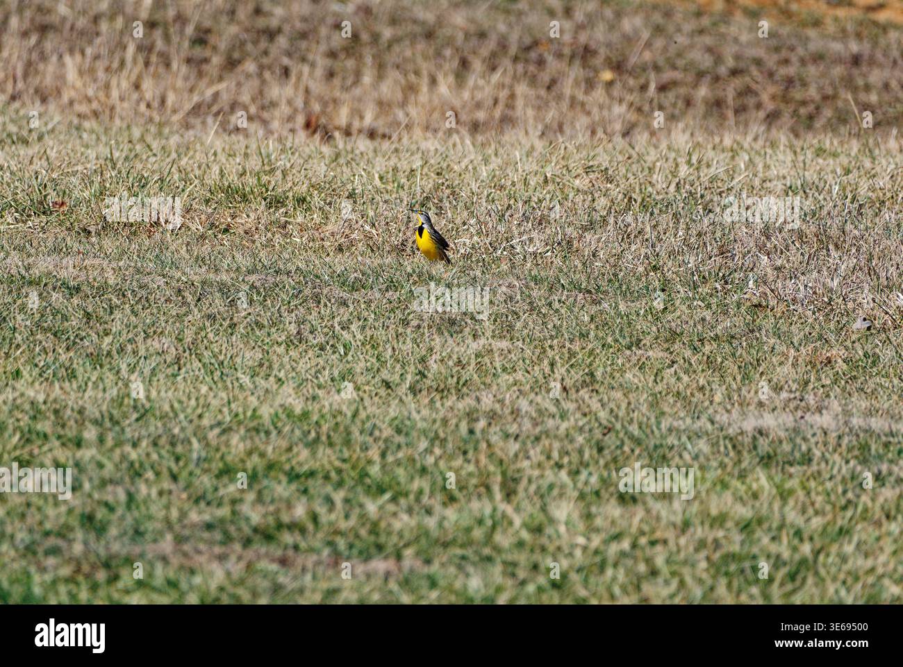 Leuchtend gelb mit schwarzen Markierungen östlicher Wiesenlarkvogel, der an einem sonnigen Tag im späten Winter im Gras durch den ganzen Hof spaziert Stockfoto