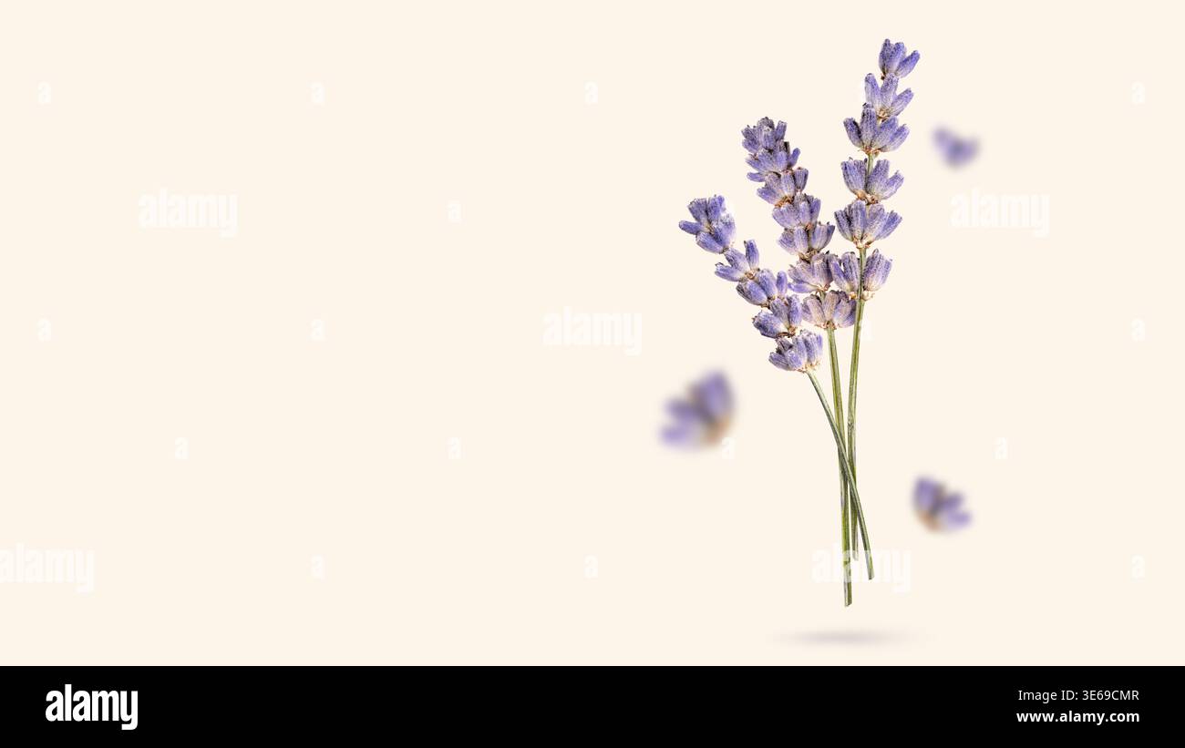 Bio-Lavendel getrocknete Blume Bunch fliegt auf hellbeigem Hintergrund. Kreatives Konzept von Aromatherapie, Wellness-Entspannung, ruhiger Stimmung, Stressabbau, Stockfoto