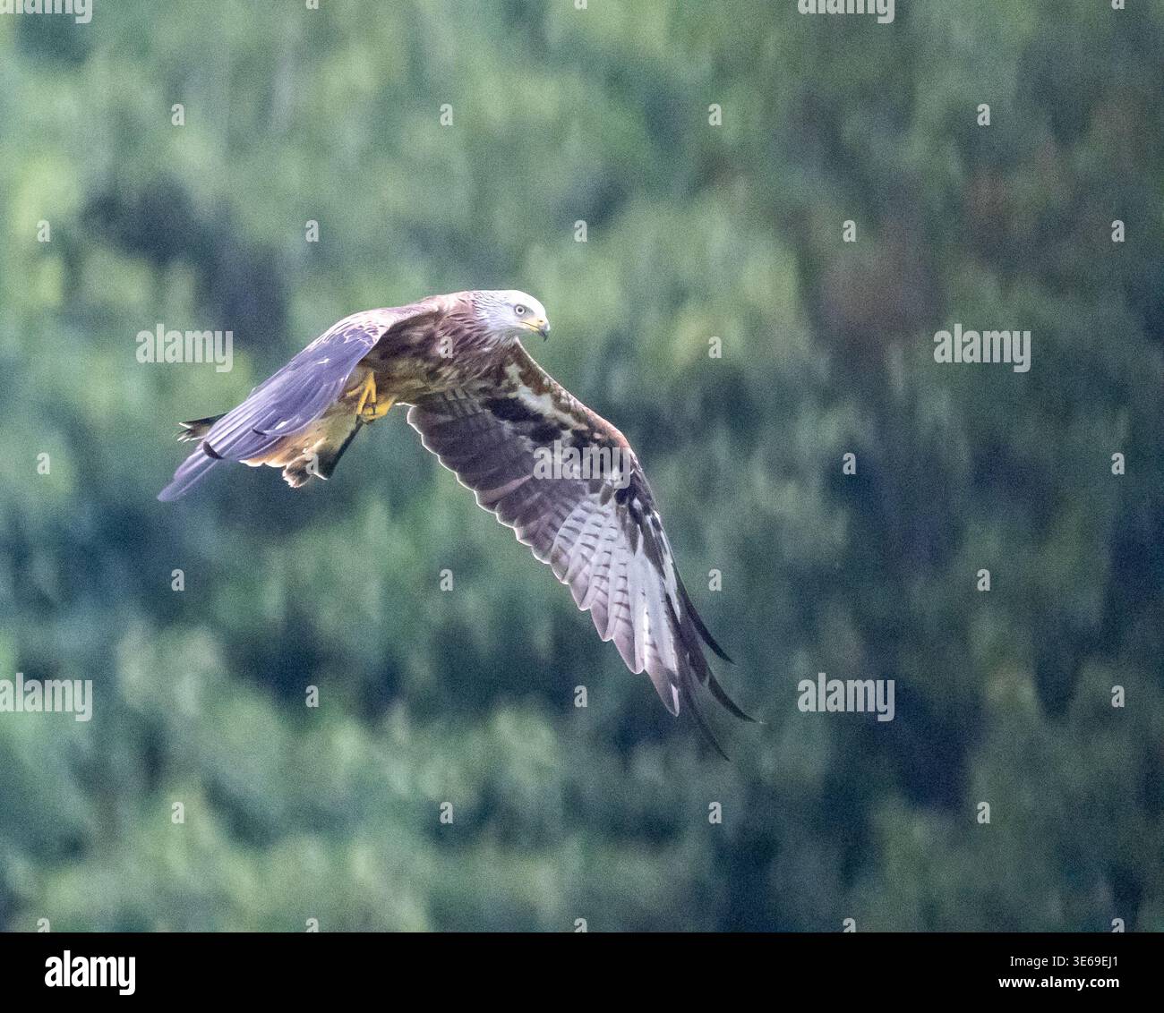 Ein roter Drachen im mittleren Flug mit ausgestreckten Flügeln über dichtem grünen Wald in Großbritannien, der seine markanten rotbraunen Federn und den gespaltenen Schwanz zeigt Stockfoto