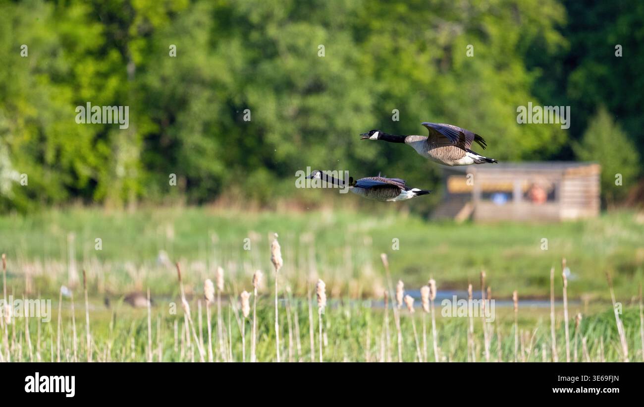 Zwei kanadische Gänse in der Mitte des Fluges über einem grünen Sumpfland mit hohem Gras und dichten Bäumen im Hintergrund, mit einem hölzernen Unterschlupf unter der Natur Stockfoto