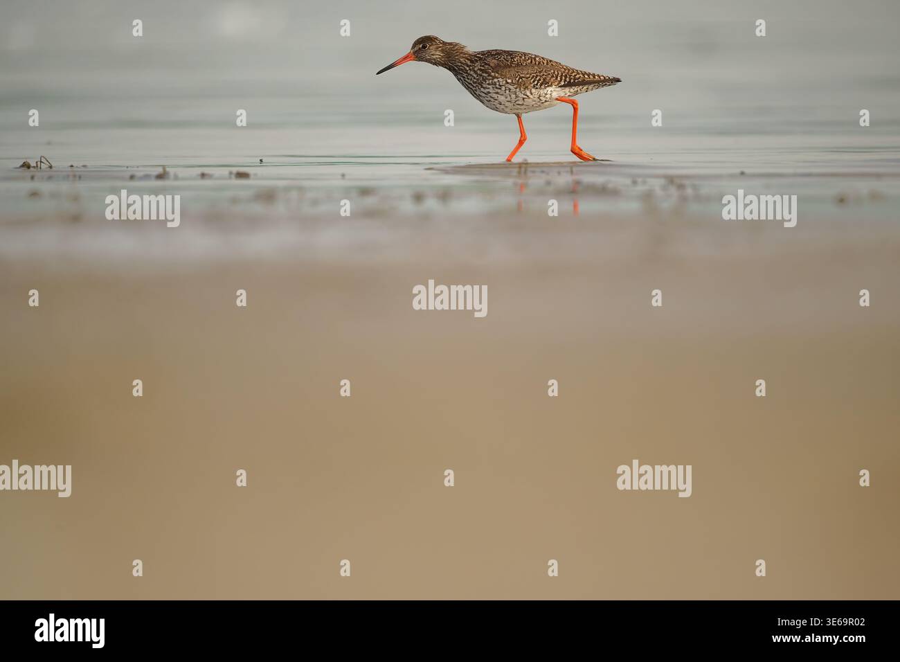 Gemeiner Rotschenkel (Tringa totanus), Spaziergang am nassen Sandstrand, Reflexion im flachen Wasser, Öland, Schweden, Frühling Stockfoto