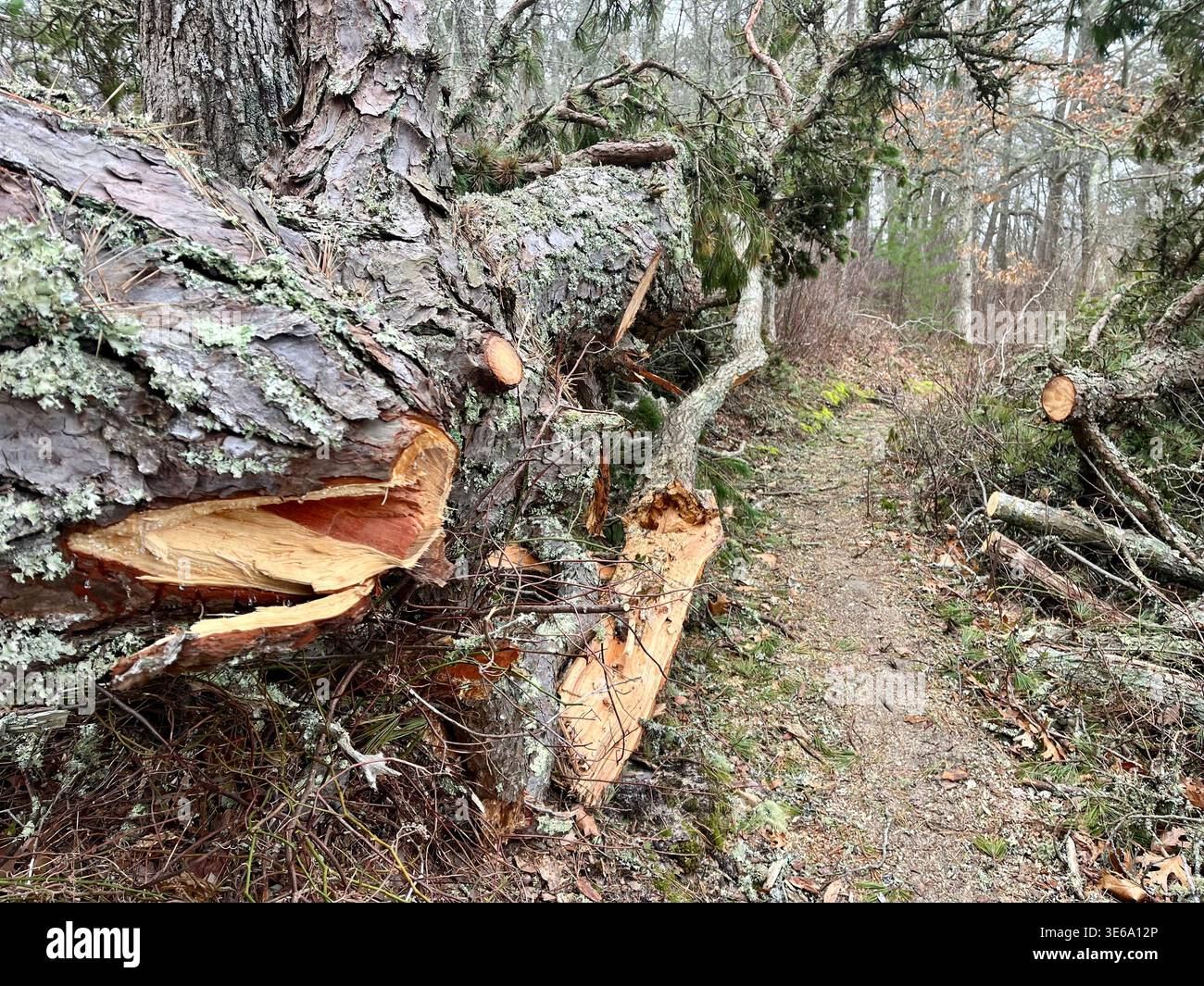 Gesägte Kiefernreste entlang des Wanderweges im Nickerson State Park, Brewster, Massachusetts. Bäume fielen in einem Wintersturm. - Smartphone-aufgenommenes Stockfoto