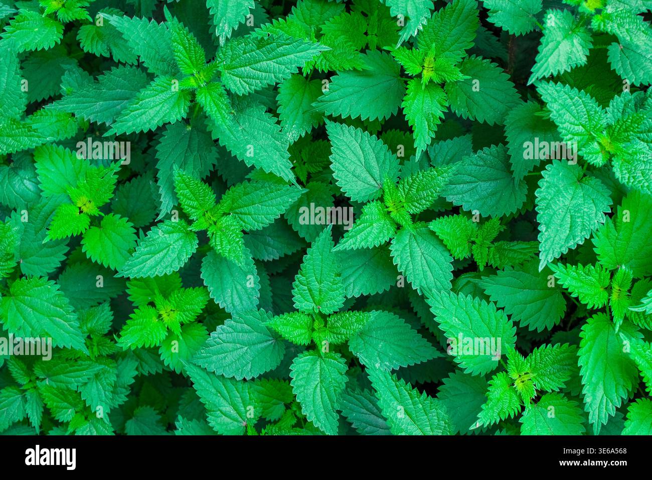 Leuchtend grüne Brennnesselblätter mit scharfen, gezackten Kanten und tiefen Texturen, die den gesamten Rahmen abdecken. Stockfoto