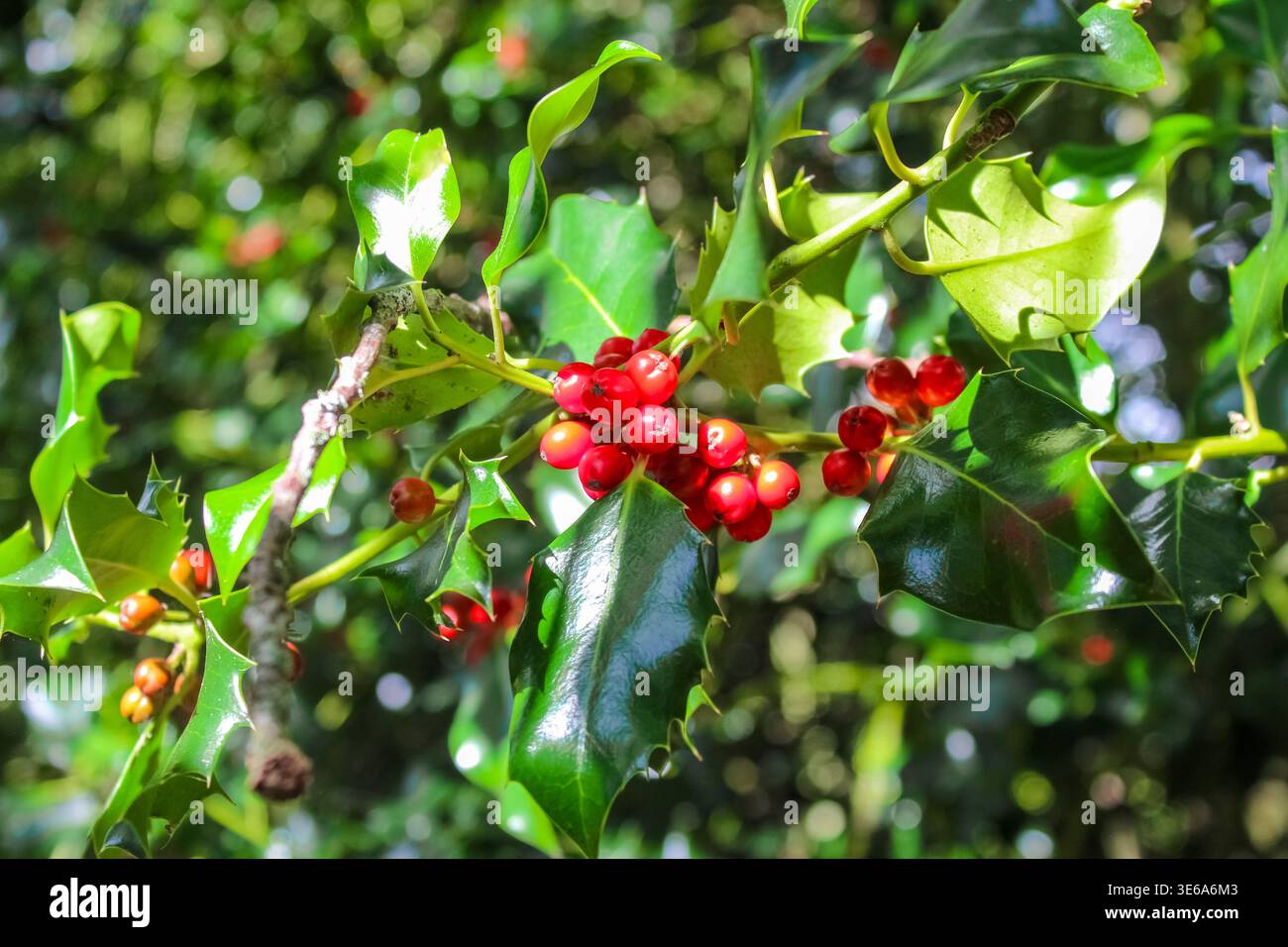 Leuchtend grüne, stachelige stechpalmenblätter umgeben leuchtend rote Beeren auf einem sonnendurchfluteten Zweig und schaffen so eine klassische, festliche Naturszene im Fokus. Stockfoto