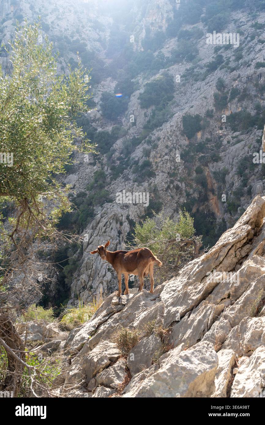 Wilde Bergziege auf felsigen Klippen mit dramatischer Berglandschaft Stockfoto