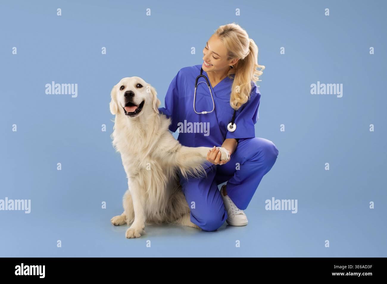 Umgang mit einem Golden Retriever in einer Studio-Umgebung mit einem Tierarzt in Blue Scrubs Stockfoto