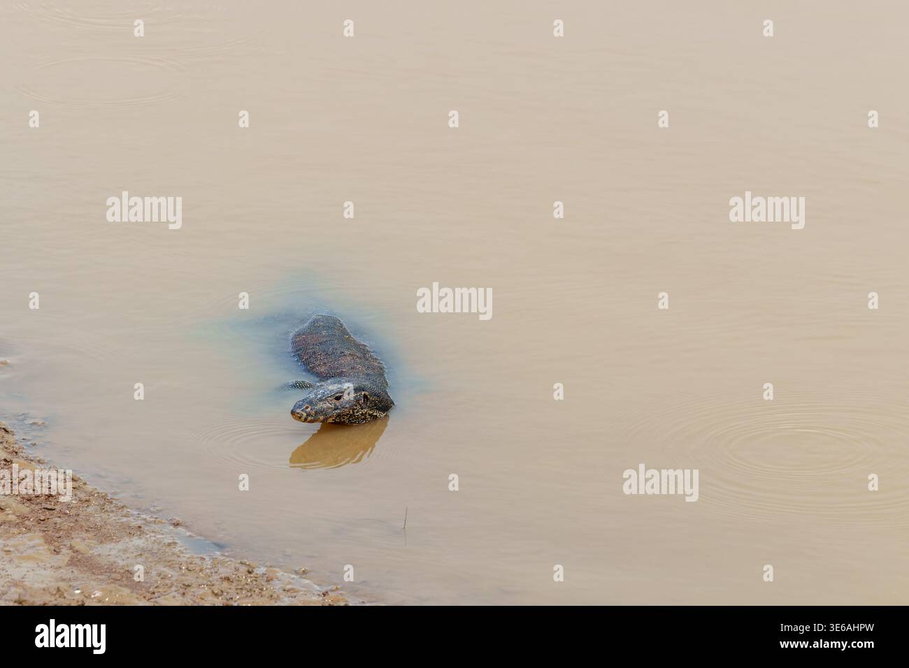 Kinabatangan River, Sabah, Malaysia – 28. September 2025: Eine Warane schwimmt im schlammigen Flusswasser in der Nähe des Ufers. Stockfoto