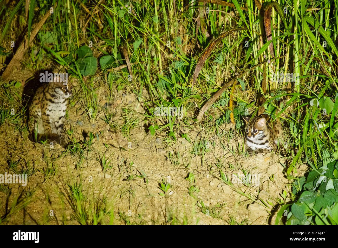 Tabin Wildlife Reserve, Sabah, Malaysia – 1. Oktober 2025: Zwei Leopardenkatzen werden nachts auf einem Feldweg in der Nähe von Waldvegetation gesehen. Stockfoto