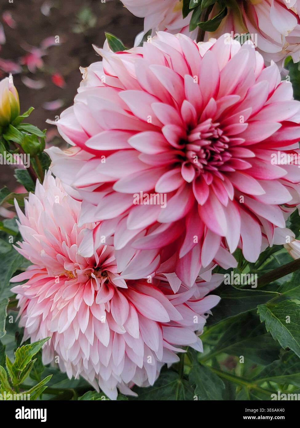 Zwei pinkfarbene Dahlienblüten in voller Blüte mit mehrschichtigen Blütenblättern und lebendigen Farbdetails. - Smartphone-aufgenommenes Stockfoto