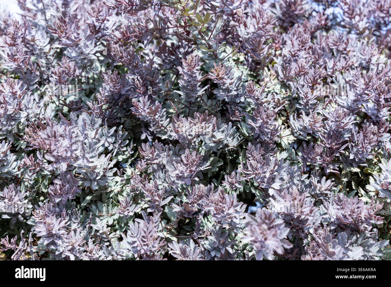 Natürliche Textur der Akazie „Rubra“ mit Violett- und Silbertönen Stockfoto