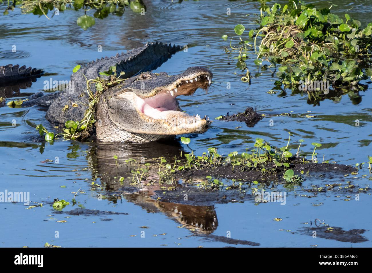 Amerikanischer Alligator (Alligator mississippiensis) mit offenem Mund am Alachua Sink entlang des LaChua Trail im Paynes Prairie Preserve in Gainesville, Flor Stockfoto
