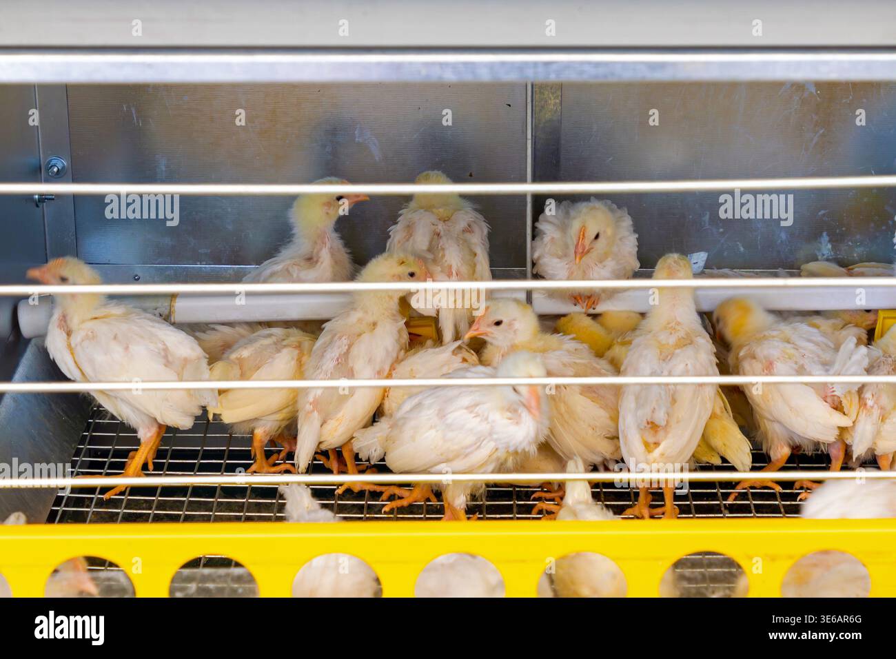 Jungvögel im Käfig der Hühnerstall-Farm Stockfoto