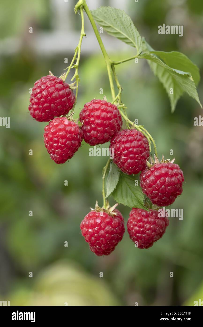 Raspberry (Rubus idaeus HIMBO TOP), Gruene Aue 7, Deutschland Stockfoto