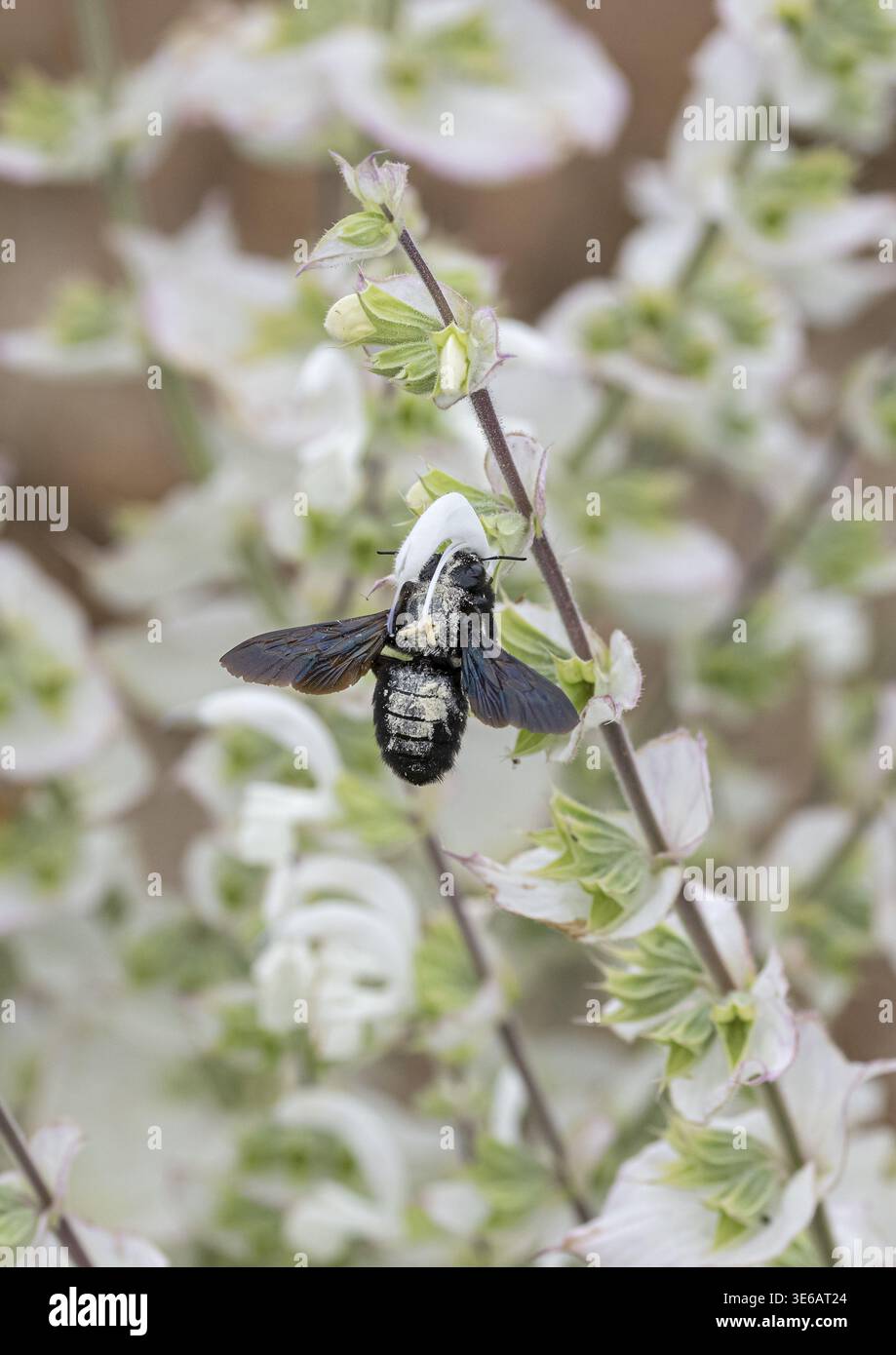 Muskateller Salbei (Salvia sclarea 'Vatican White'), Showgarten, Deutschland Stockfoto