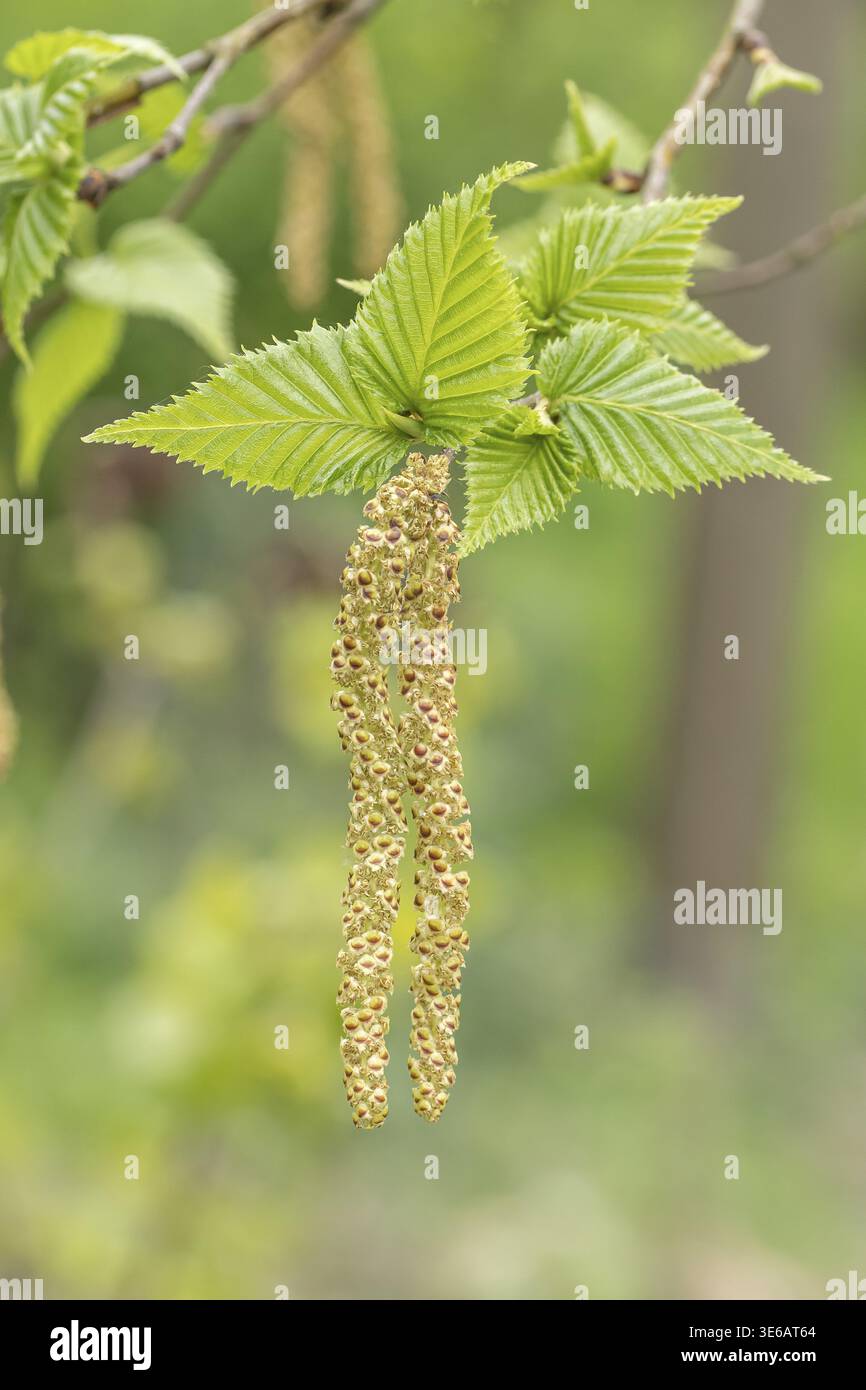 (Betula ermanii 'Mount Zao'), Arboretum calf, Deutschland Stockfoto