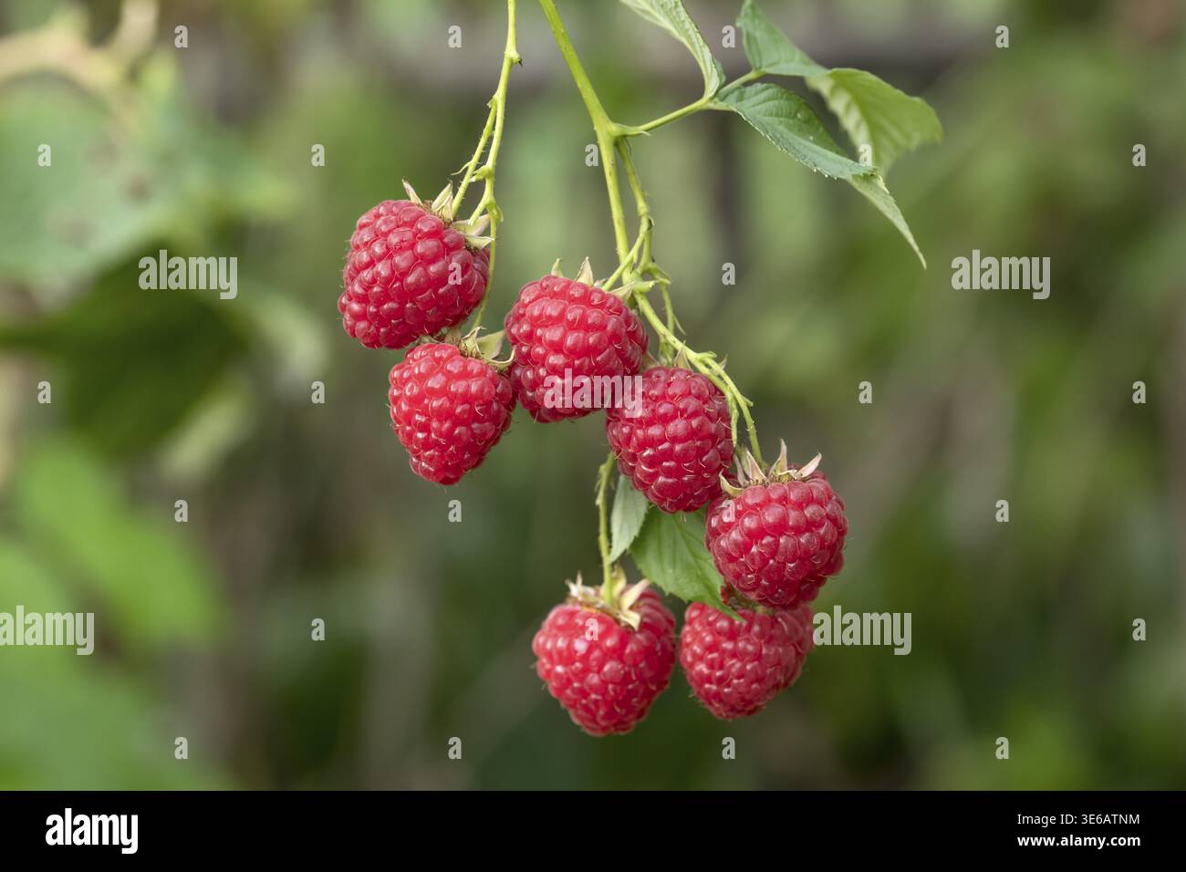 Raspberry (Rubus idaeus HIMBO TOP), Gruene Aue 7, Deutschland Stockfoto