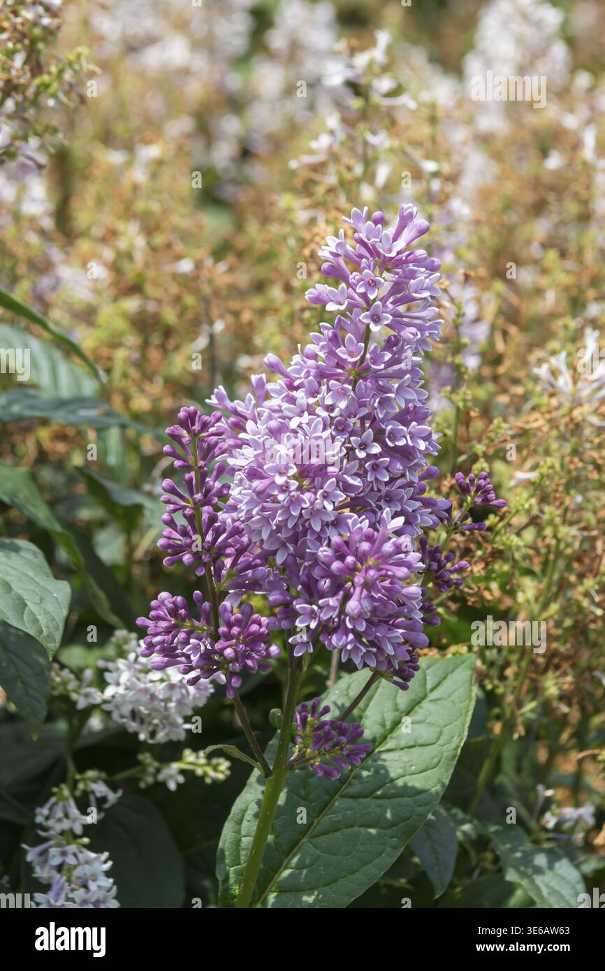 Flieder (Syringa „Minuet“), Home Depot, Vereinigte Staaten von Amerika Stockfoto