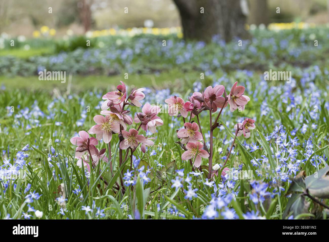 Lenzrose (Helleborus orientalis Hybride), Ellerhoop Tree Park, Deutschland Stockfoto