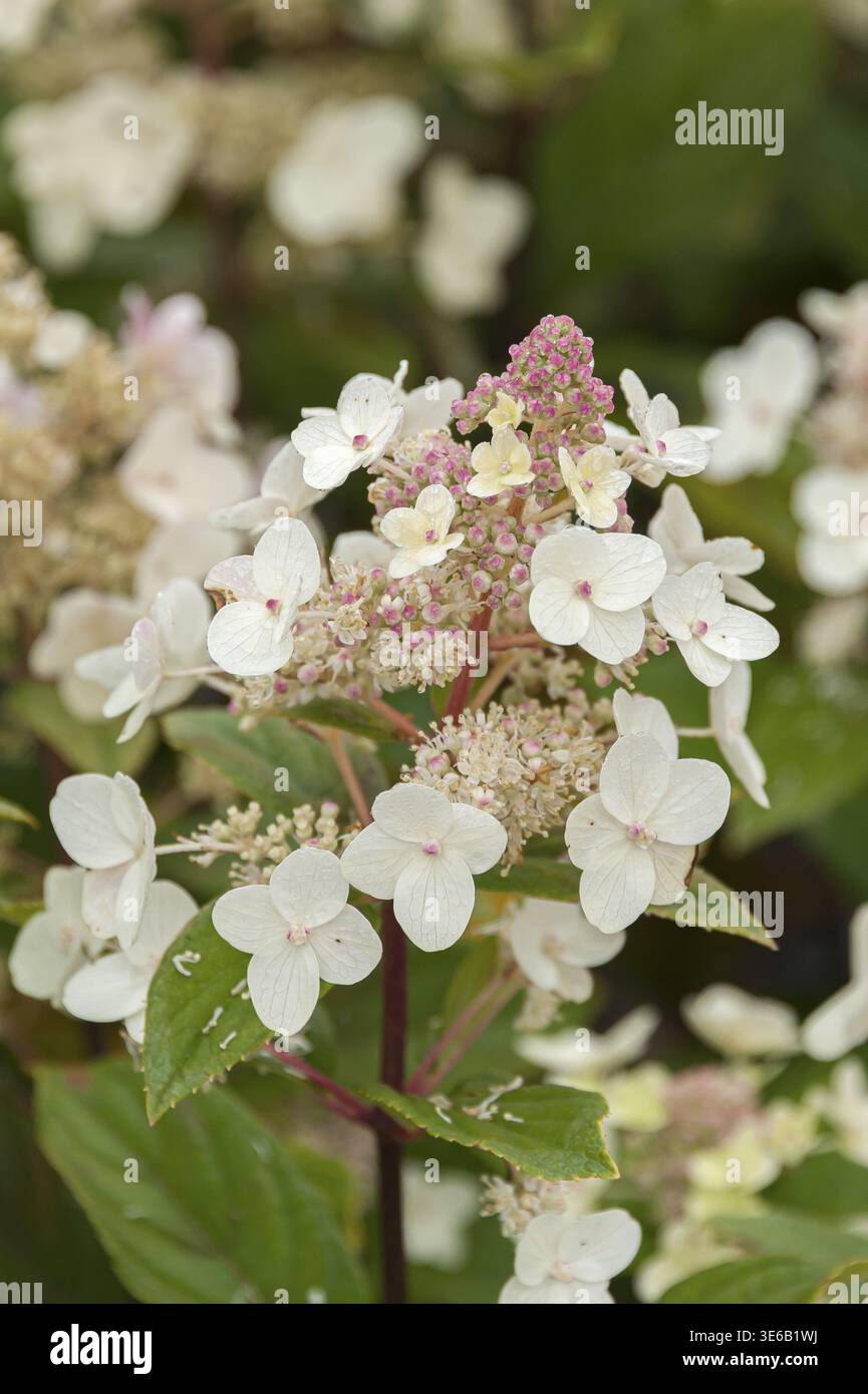 Panicle hydrangea (Hydrangea paniculata 'unique'), BS Saemann, Deutschland Stockfoto