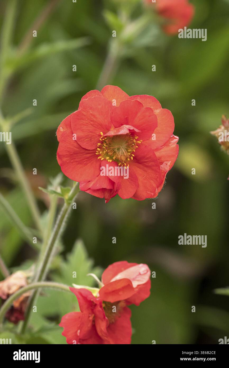 Clovewort (Geum SCARLET TEMPEST), RHS Garden Bridgewater, Großbritannien Stockfoto