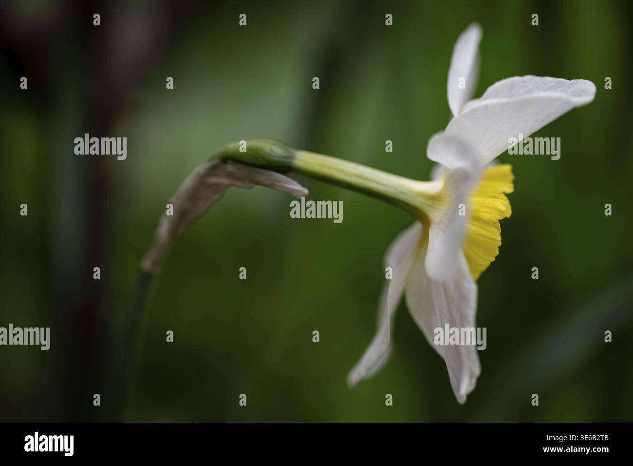 Dichter Narzissen, Narzissen (Narcissus pseudonarcissus), Deutschland Stockfoto