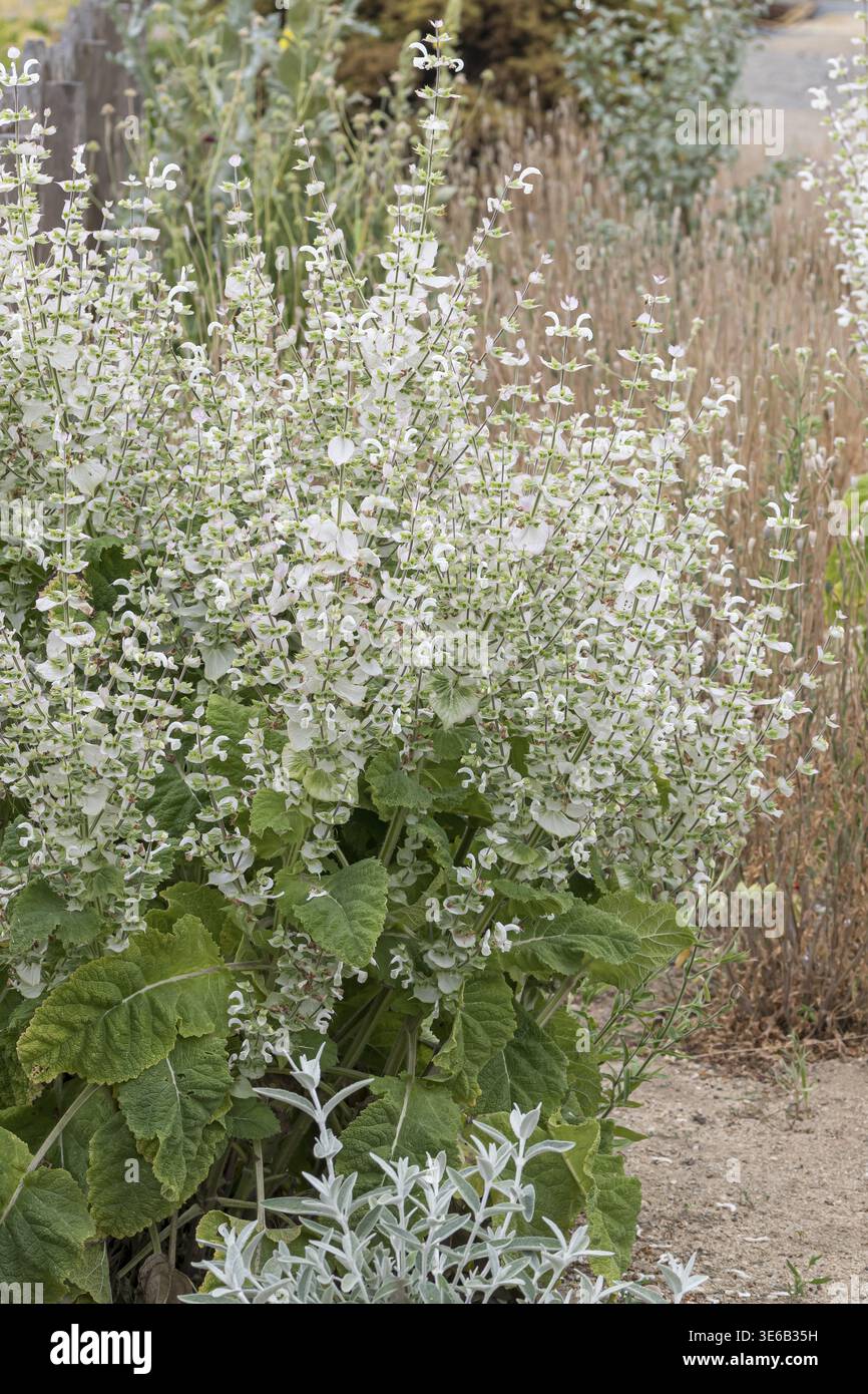 Muskateller Salbei (Salvia sclarea 'Vatican White'), Showgarten, Deutschland Stockfoto