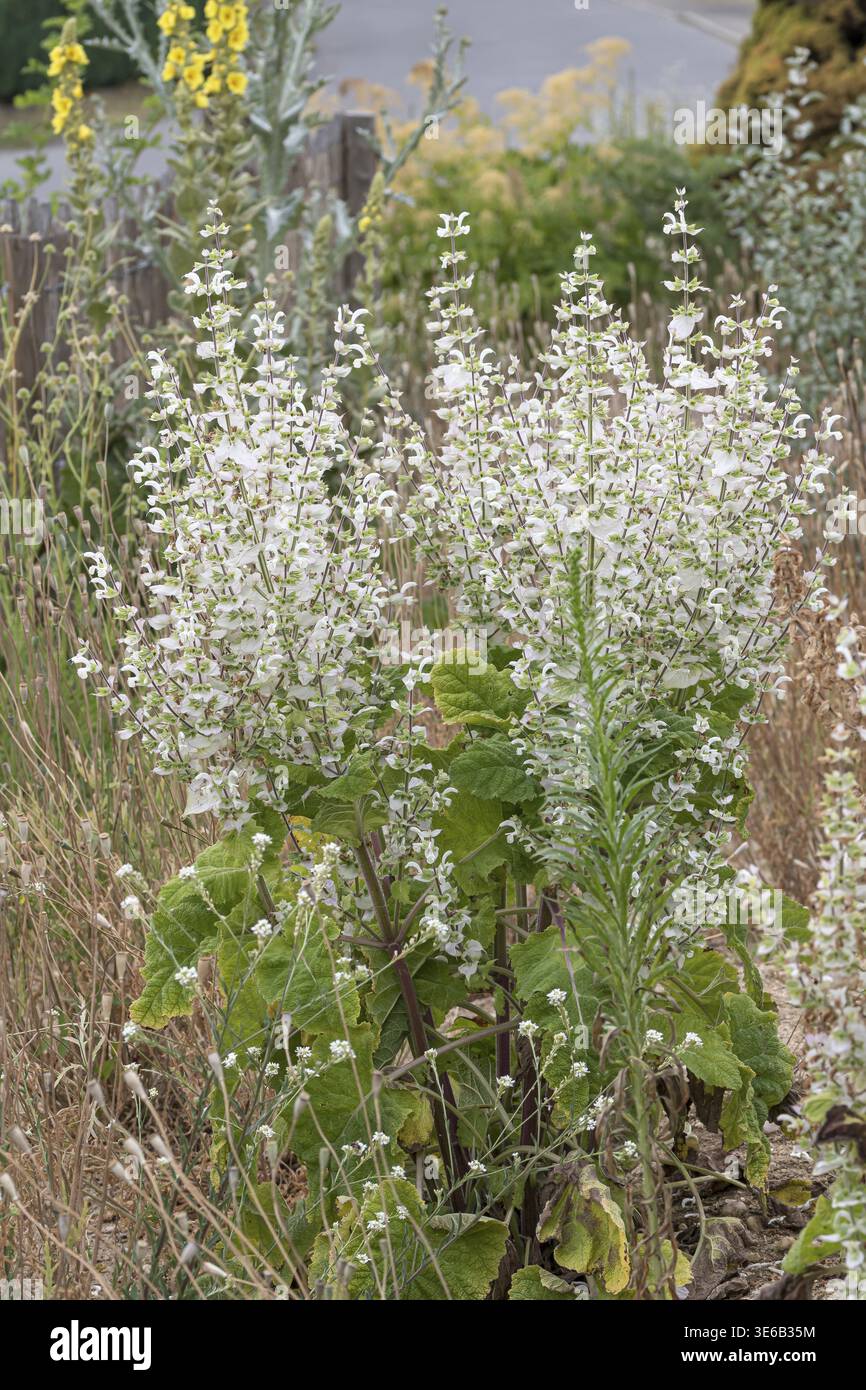 Muskateller Salbei (Salvia sclarea 'Vatican White'), Showgarten, Deutschland Stockfoto