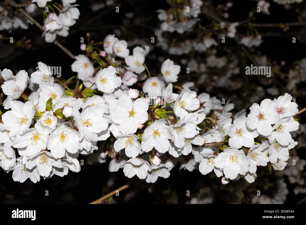 Zarte Kirschblüten, beleuchtet in der Nacht mit weichem Licht und verschwommenem Hintergrund. Stimmungsvolle Frühlingsszene mit geringer Schärfentiefe Stockfoto