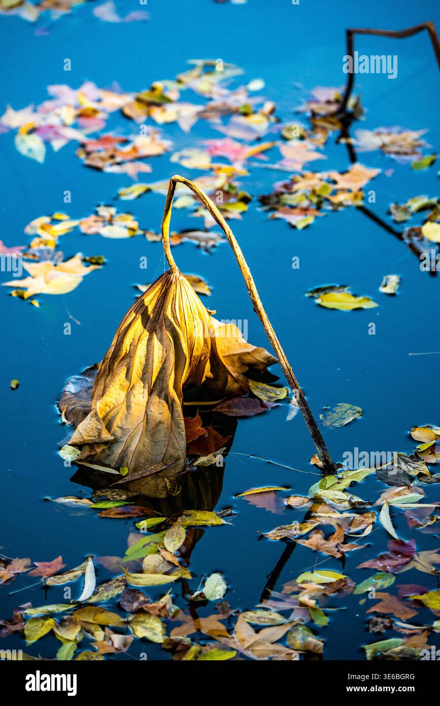Verwelkte Lotusblüten, die auf ruhigem Wasser schweben, reflektieren sanfte Farben und saisonale Veränderungen. Stockfoto