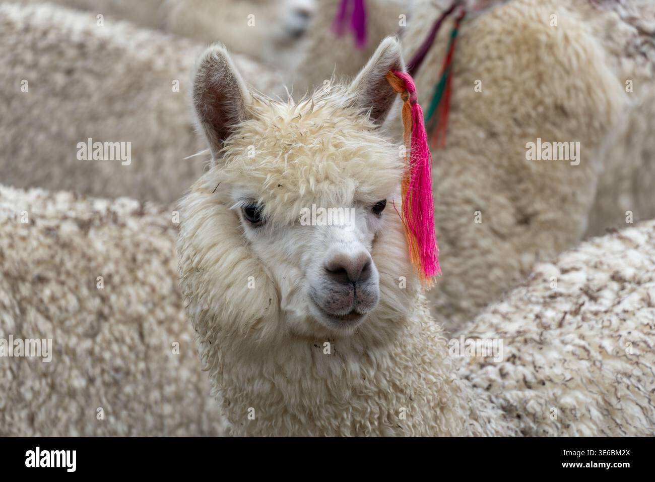 Weiße Alpaka treffen Nahaufnahme mit rosafarbenen und orangen zeremoniellen Quasten während Señalakuy in Peru Stockfoto