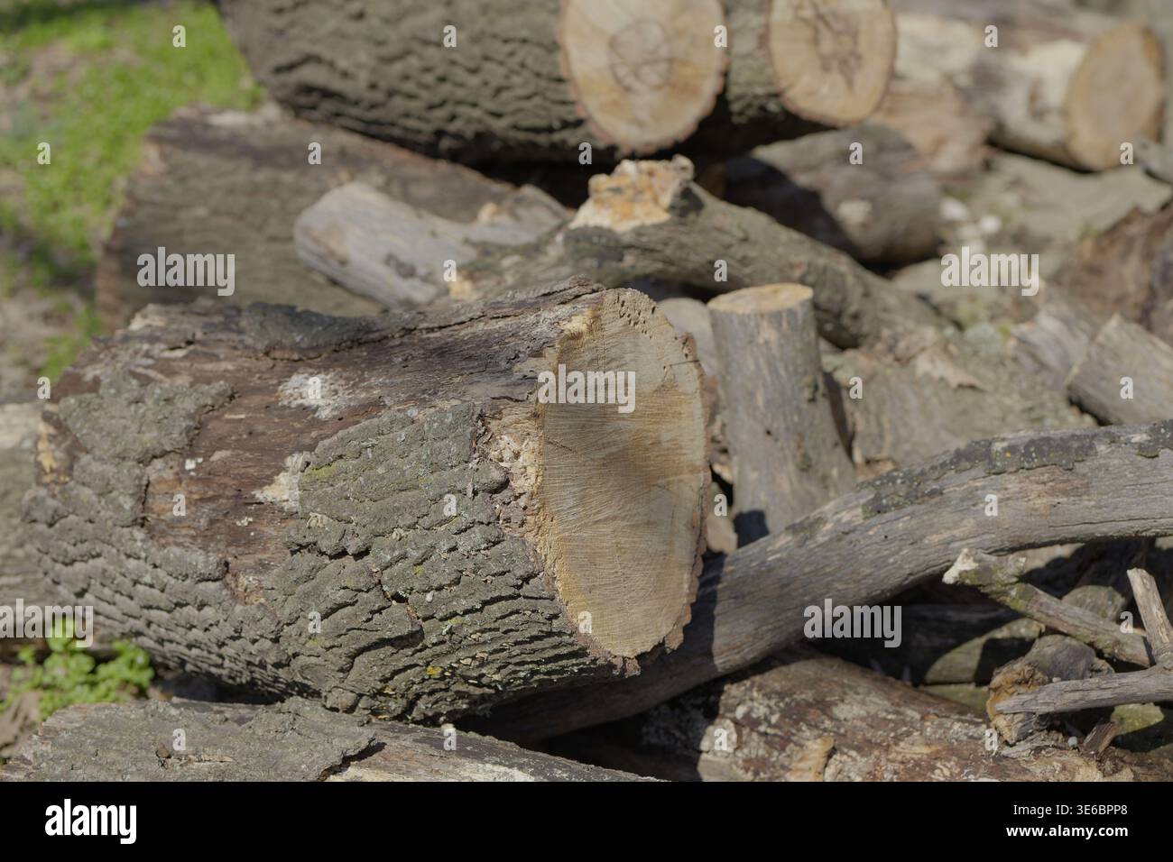 Nahaufnahme von gehackten Brennholzstämmen aus Eiche, die zusammen gestapelt sind und eine raue Rindenstruktur und abgeschnittene Enden unter natürlicher Außenbeleuchtung zeigen. Stockfoto