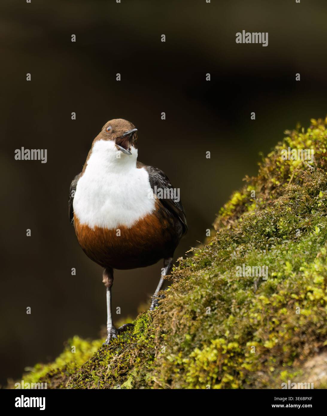 Ein Dipper (Cinclus cinclus), der auf einem Rockgesang thront, Isle of Mull, Schottland Stockfoto