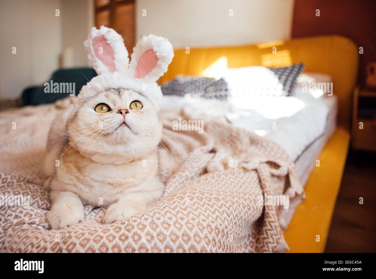 Die schottische Faltkatze mit Hasenohren liegt auf einer Strickdecke auf einem Bett, mit Sonnenlicht, die das Zimmer beleuchtet, und weichen Möbeln im Hintergrund Stockfoto