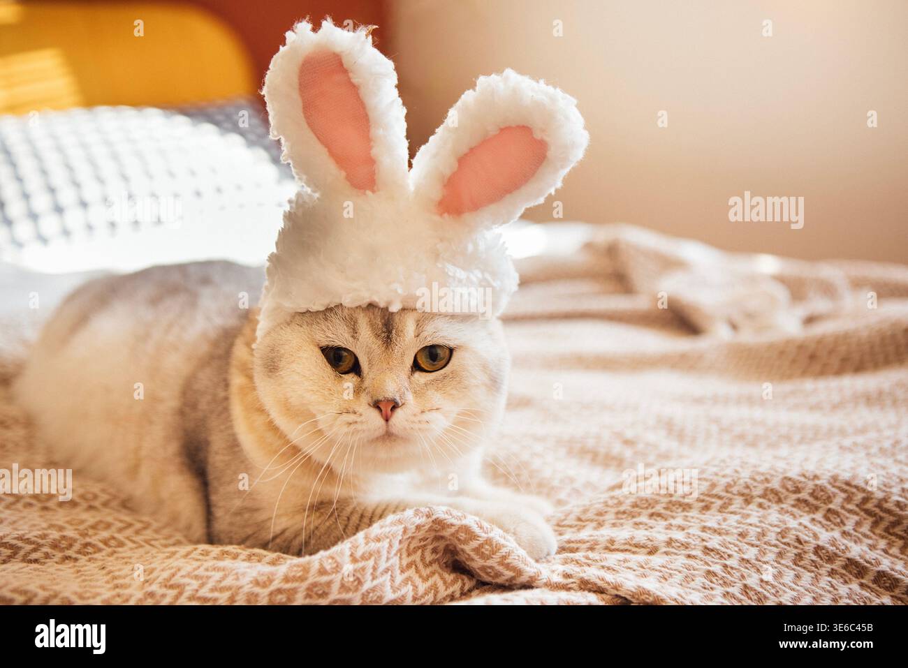 Die schottische Faltkatze mit einem flauschigen Hasenhut liegt in einem hellen Innenraum auf einer gemusterten Decke und bietet weiche Texturen und warme Beleuchtung Stockfoto