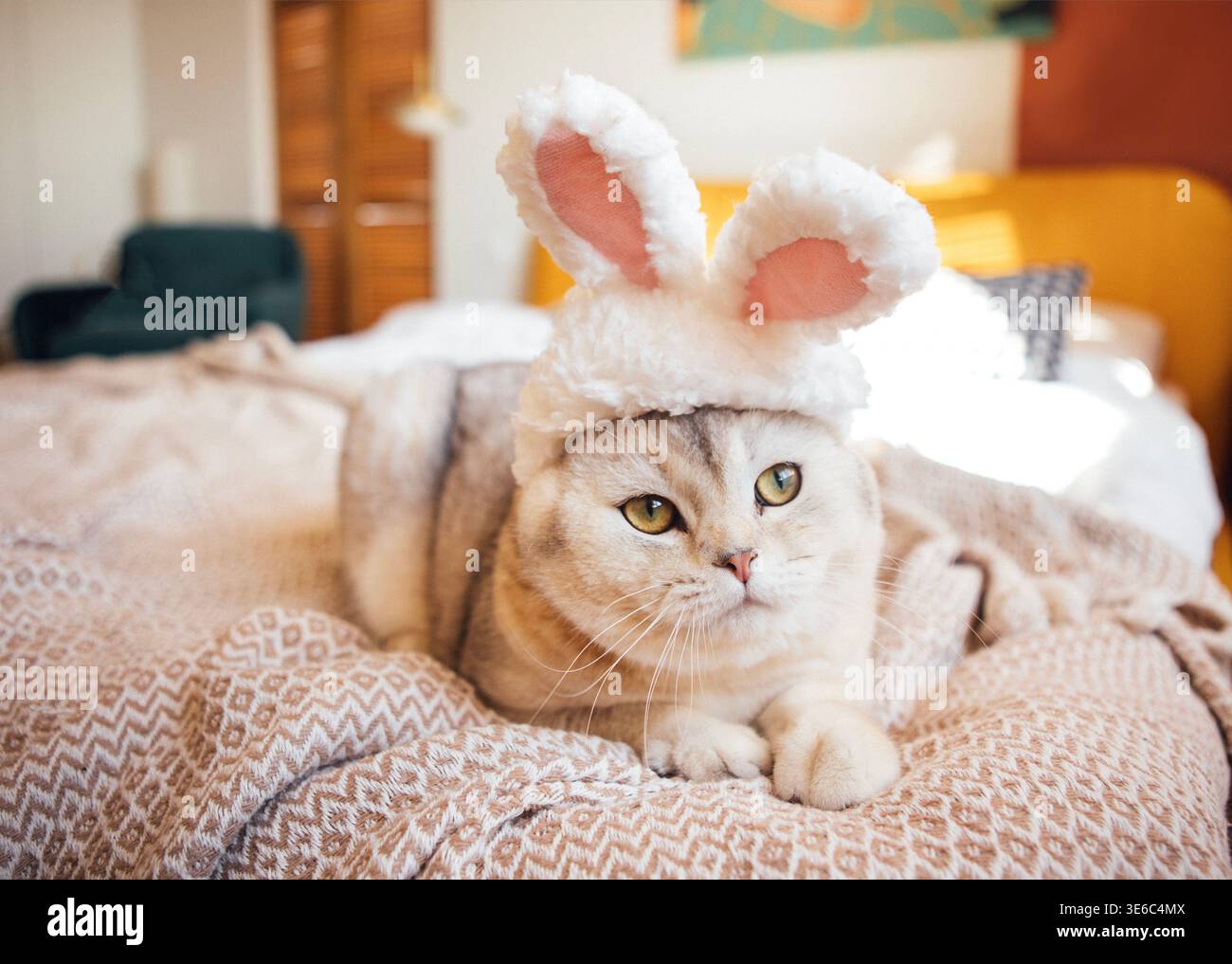 Die schottische Faltkatze mit Hasenohren liegt auf einer gemusterten Decke in einem gut beleuchteten Schlafzimmer mit farbenfrohen Kunstwerken und einer gemütlichen Atmosphäre Stockfoto
