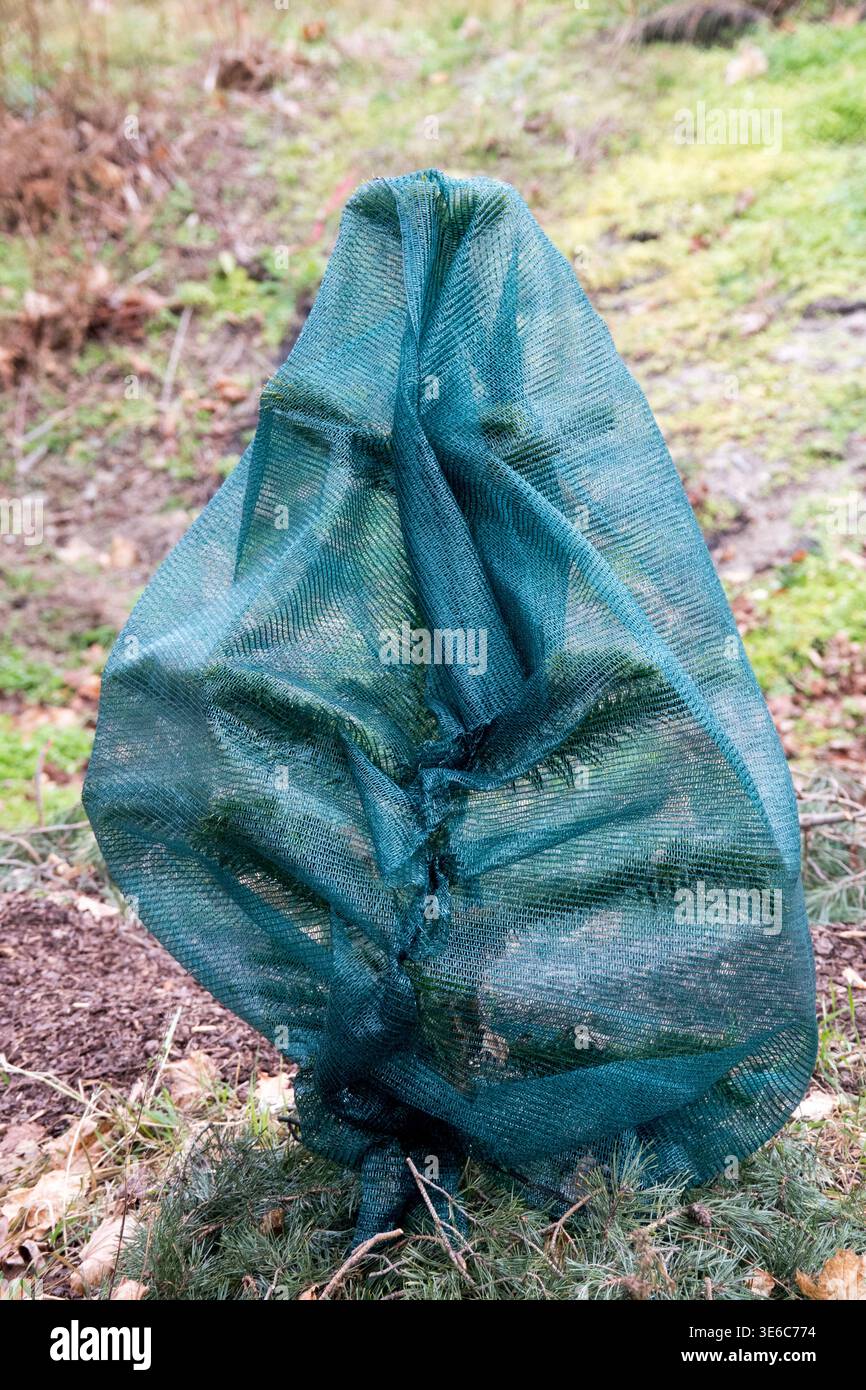 Die Gartenpflanze wird durch eine grüne Netzabdeckung geschützt, um sie vor Winterwetter, Wind und Frost zu schützen Stockfoto