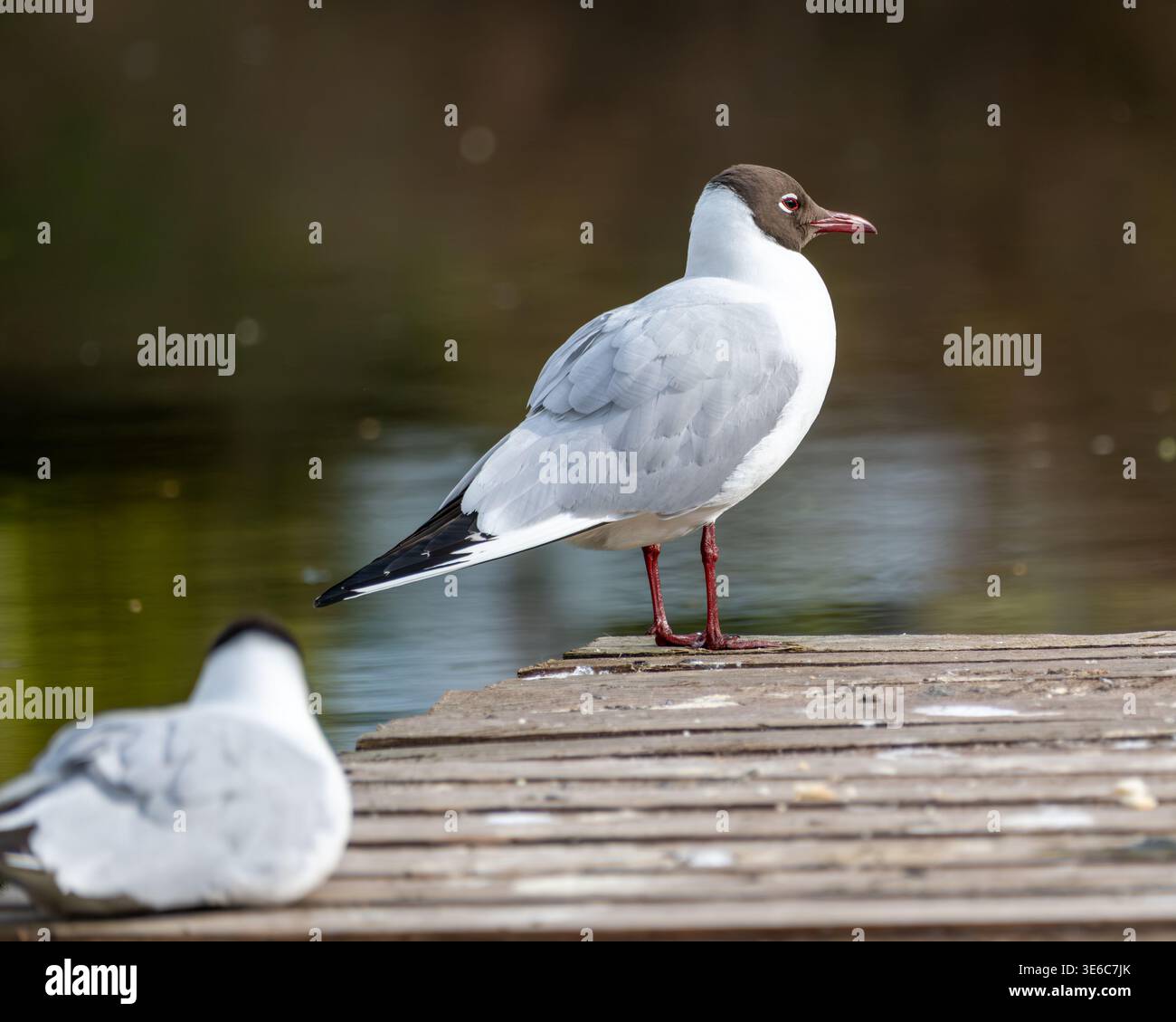 Zwei Möwen mit schwarzem Kopf entspannen sich auf einem hölzernen Dock in der Nähe des ruhigen Wassers bei Tageslicht. Stockfoto
