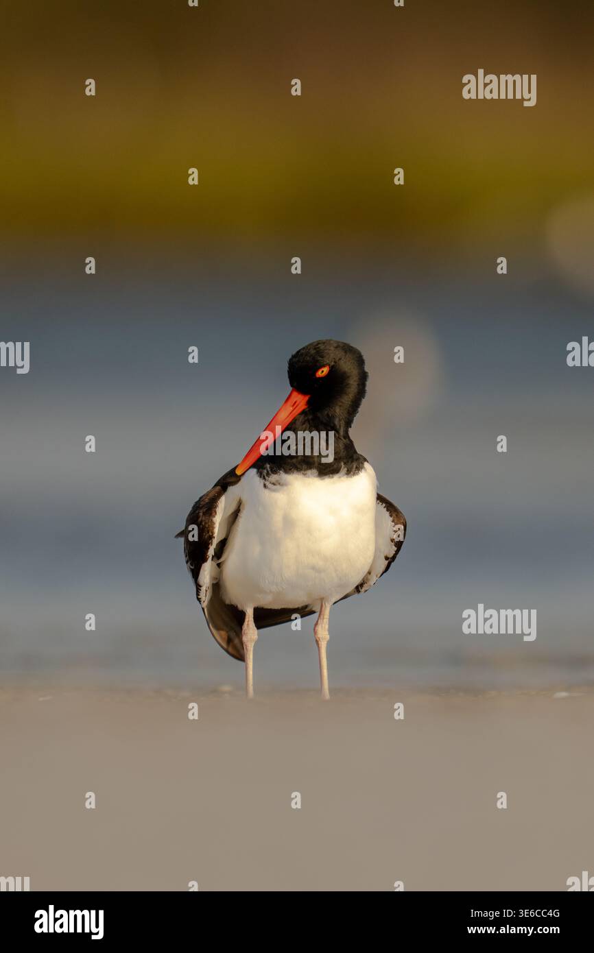 Austernfänger steht am Ufer mit leuchtendem Roten Scheffel und Gelb Stockfoto