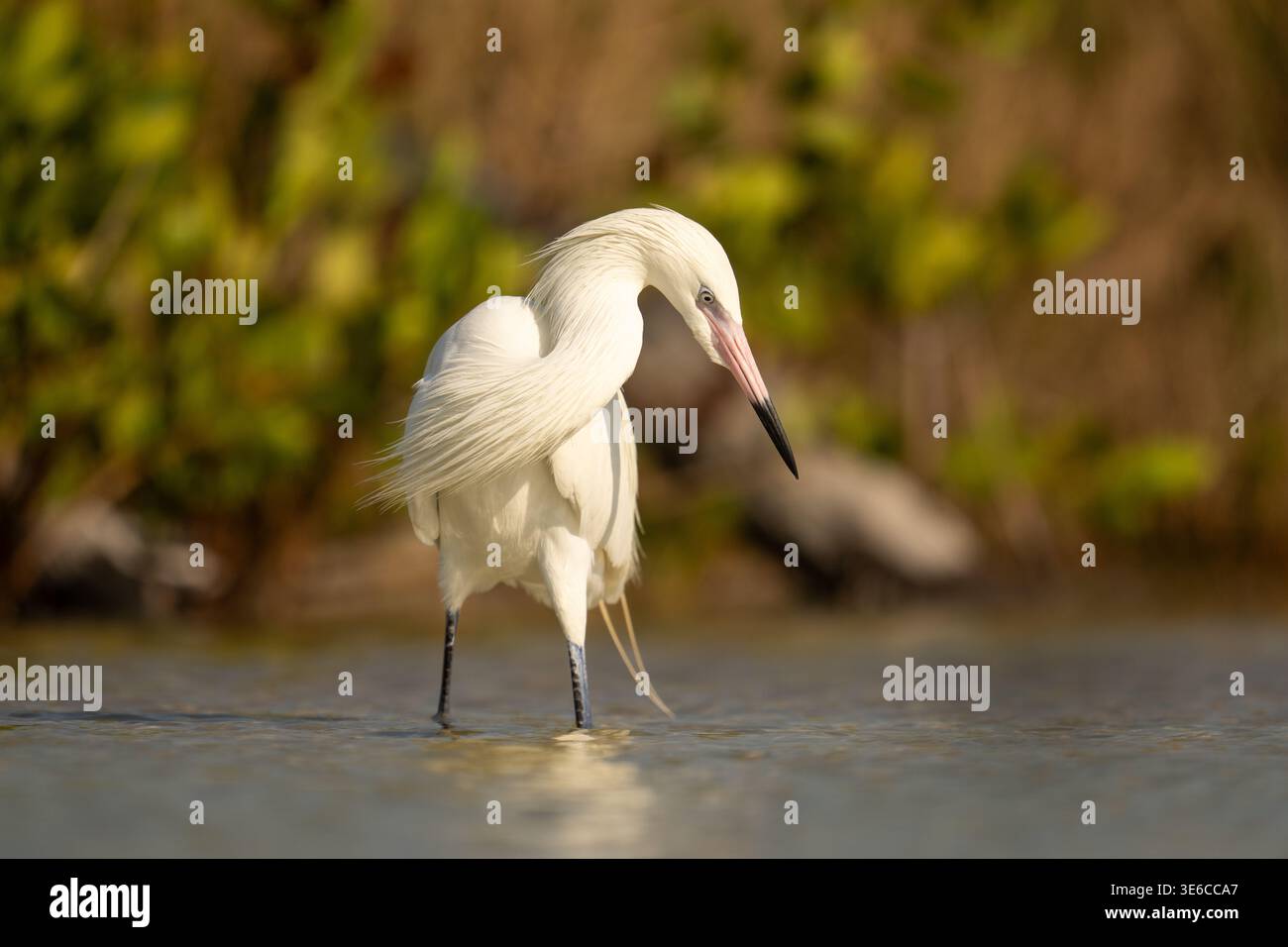 Rötlicher Egret (White Morph), der in flachem Wasser mit gebogenen Waten weht Stockfoto