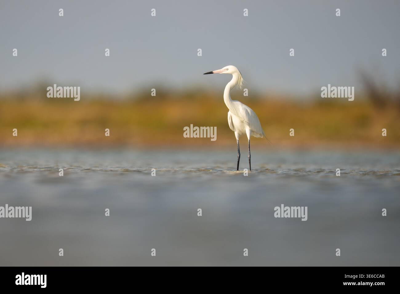 Rötlicher Egret (Weißer Morph), der im flachen Wasser bei Shoreli steht Stockfoto