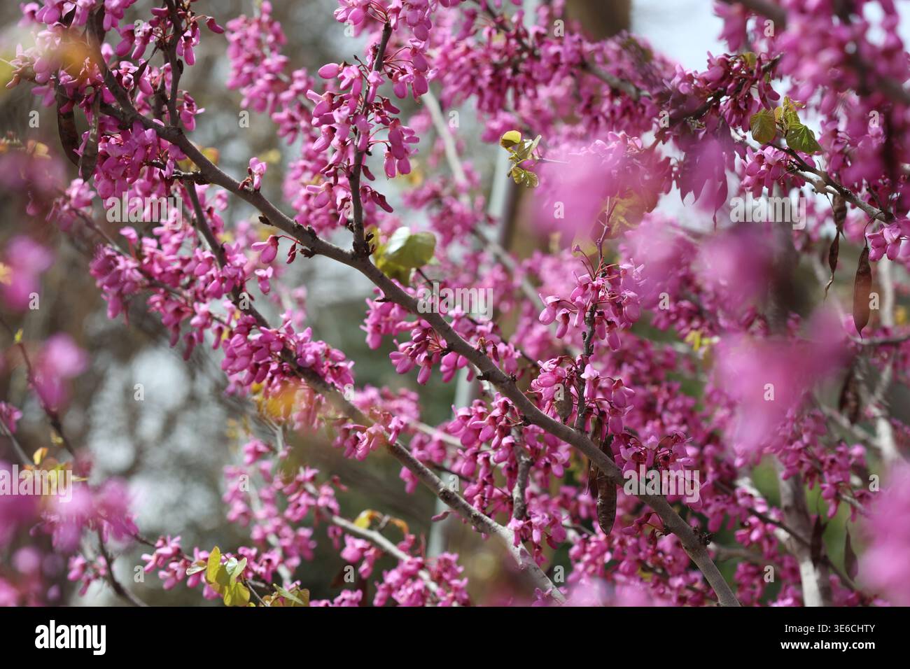 Blüten von Cercis siliquastrum (Judas-Baum) im Frühjahr Stockfoto
