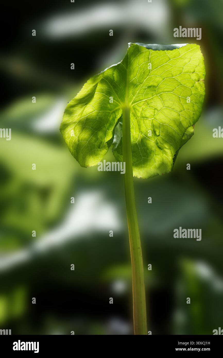 Marsh Marigold Blatt isoliert in natürlichem Hintergrund Stockfoto