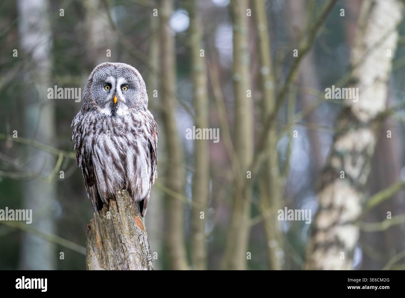 Große graue Eule auf Baumstumpf in Waldlage Stockfoto