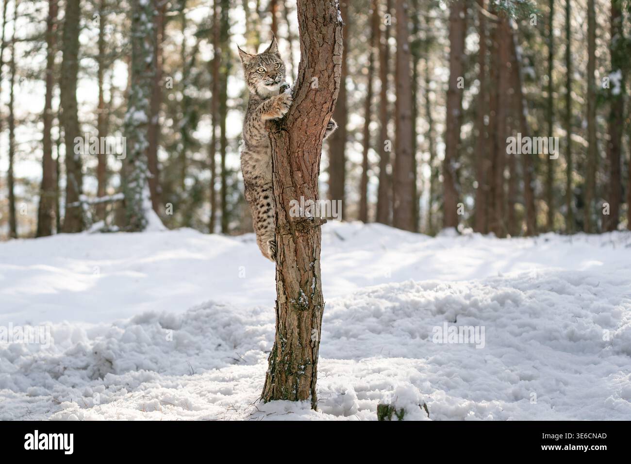 Lynx klettert im Winter auf einen Baum in einem verschneiten Wald Stockfoto