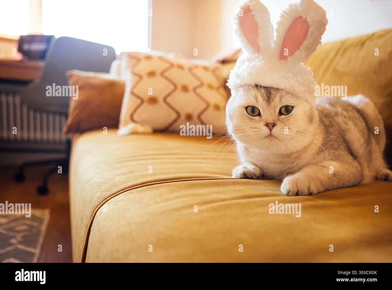 Die schottische Faltkatze mit Hasenohren liegt auf einer gelben Couch in einem hellen Wohnzimmer, mit dekorativen Kissen und einem Arbeitsbereich im Hintergrund Stockfoto